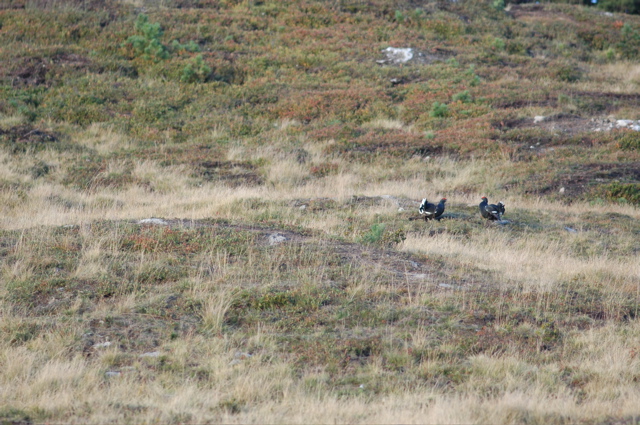 Birkhähne vor der Villa